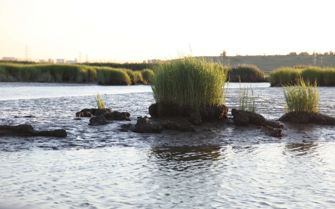 Hackensack Riverkeeper Tidelands Spring 2025 edition